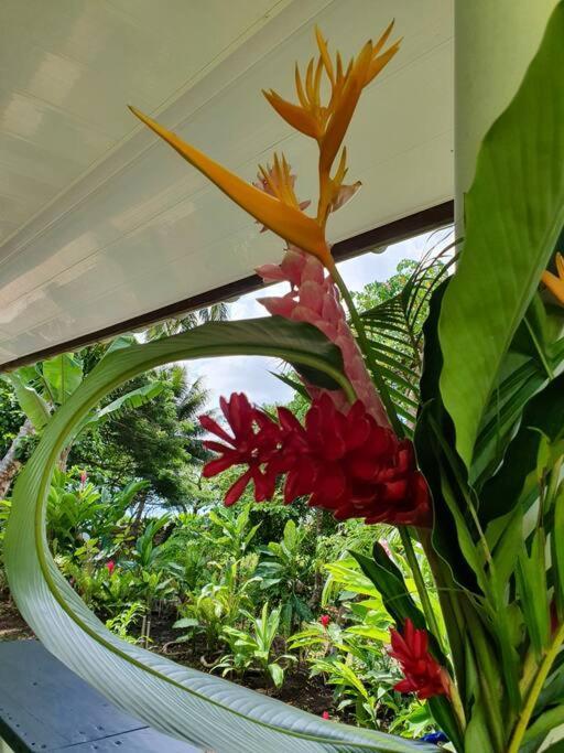 Raiatea, Opoa, Studio Du Fare Reve, Acces Mer Privatif Ngoại thất bức ảnh