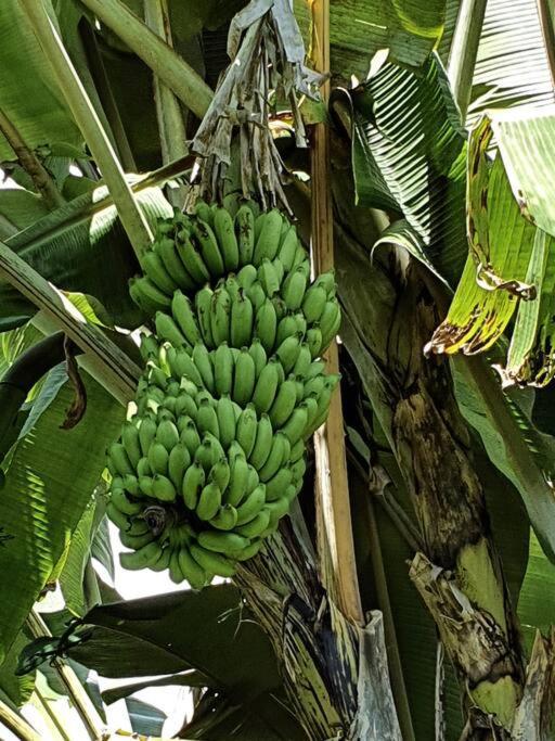 Raiatea, Opoa, Studio Du Fare Reve, Acces Mer Privatif Ngoại thất bức ảnh